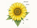 ヘリアンサス