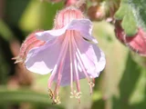 Geranium macrorrhizum