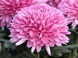 C.m. Gyou un