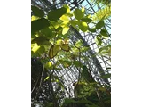 サラソウジュ