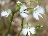 White Egret Flower