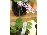 日本桜草 ’北斗星’