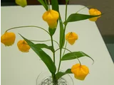 宮燈百合