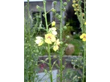 Twiggy mullein