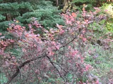 Smoke bush