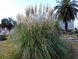 Pampas grass