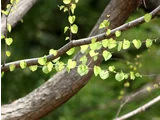 Cercidiphyllum japonicum