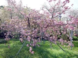 Prunus 'Kanzan'