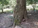 Quercus glauca
