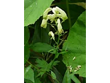 Aconitum iinumae
