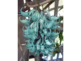 Jade vine