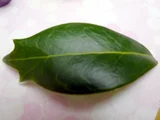 山茶 金魚葉