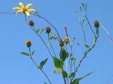 Helianthus tuberosus
