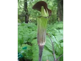 Jack in the pulpit