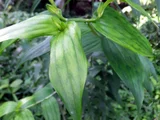 Disporum viridescens