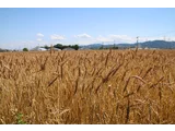 Winter wheat