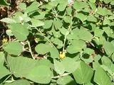 桤葉黄花稔