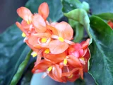 Begonia cv. Mikan