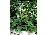 Hosta sieboldiana