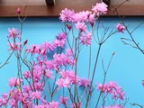 Rhododendron dilatatum