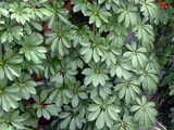 Schefflera