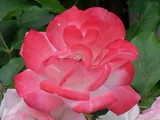 藤性薔薇 "桜霞"