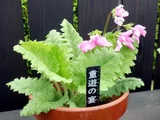 Primrose 'Sasanaki'