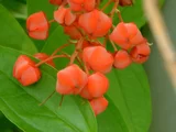Coriaria