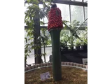 ショクダイオオコンニャク