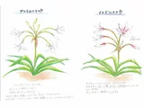 Crinum bulbispermum