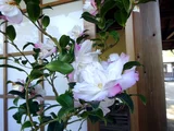 山茶花 "リトルパール"