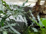 Acanthus ilicifolium
