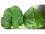落葵薯