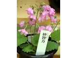 Primrose Myochiriki