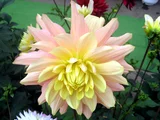 Dahlia