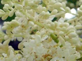 Syringa reticulata