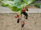 Morus alba
