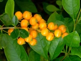 Duranta