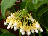 Hoya multiflora