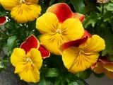 Garden pansy