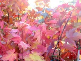 Acer rubrum