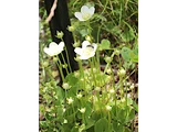 marsh grass of Parnassus