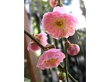 Weeping plum