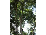 黃土樹