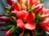 伽蓝菜