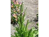 Ammobium