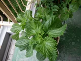 Perilla crispa