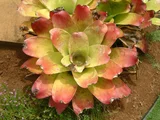 Guzmania hybrids