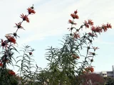 Leonotis