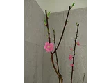 モモ